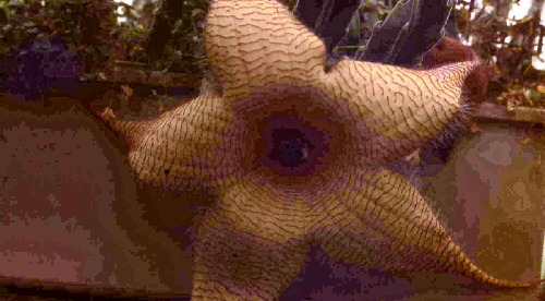 stapelia gigantea kw.